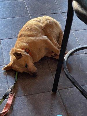 Dahlia our dog loves the Beer Shop