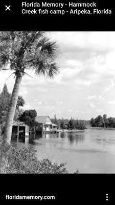 Aripeka is a old little fishing town with great history. Here is our fish house in the 1950s