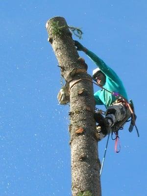 Martin, ISA Certified Arborist, removing a tree safely.