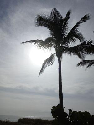 Palm tree