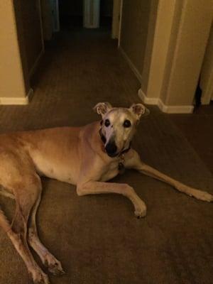 Our Greyhound