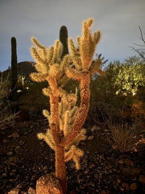 Another beautiful cactus