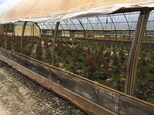 Auburn Oaks Wholesale Nursery