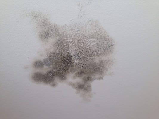 The mold in our wall that they just painted over