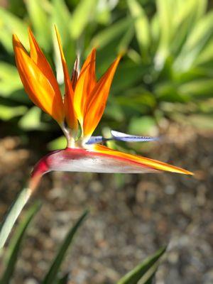 Birds of Paradise grow all around Santa Barbara