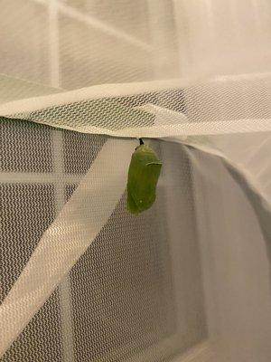 Our first Chrysalis