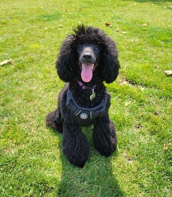 Fluffy Poodle cut