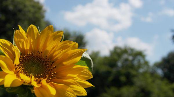 Sunflower Marketing Consultants