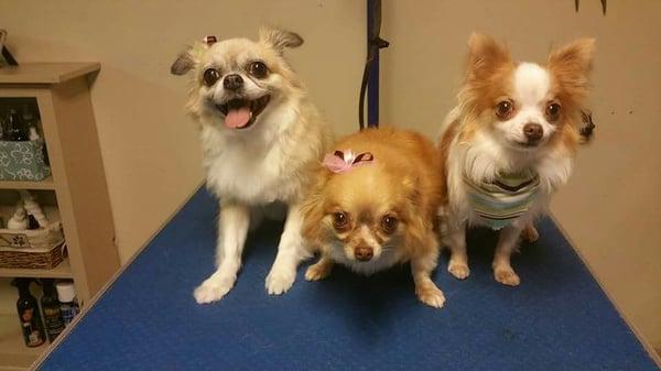 Dolly, Penny, and Simon after their bath and trims!