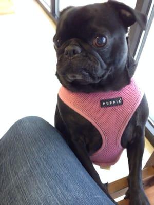 My pug Ophelia waiting for her nail trim.