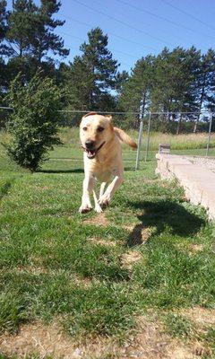 Fun in the sun. Most of our dogs don't want to go home!