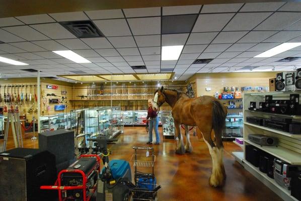 Here the Shop Mascot Mark taking a tour around our shop.  Mark is a Clydesdale and he loves to see people. He will be back soon.