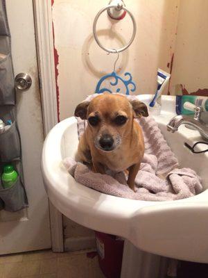 Ok I know I'm small but a sink to bathe me?!?! Come on!!!!!!