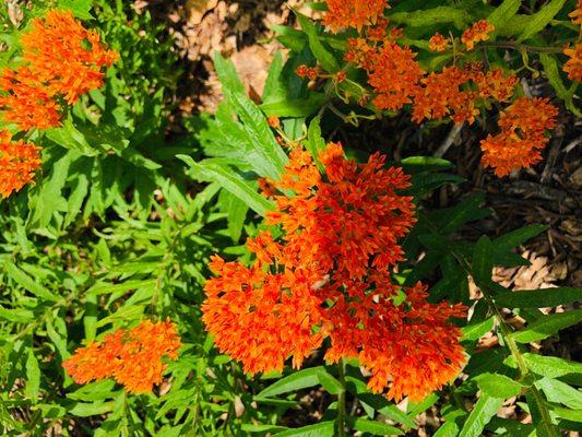 Butterfly Weed ~ Garden in Summer 2022