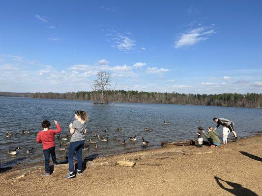 Ducks, geese, seagulls, etc