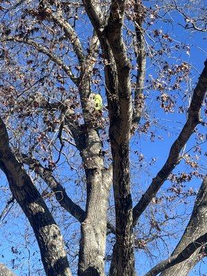 Pruning a big red oak tree