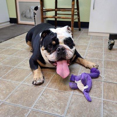 Happy English Bulldog