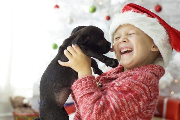 Q-What's better than a puppy for Christmas?
 A- A best friend for life, of course!