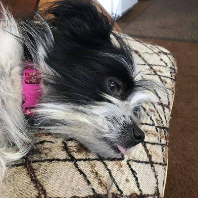 Shop Dog is a great distraction while you get your car worked on (she bleps well too!).