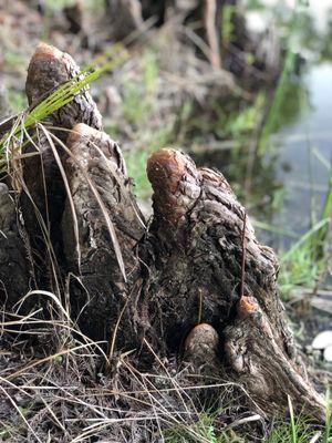 Cypress knees