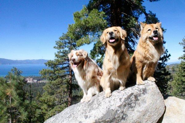 KeenDogs at Lake Tahoe, having the time of their life. This is what the KeenDog Lifestyle is all about.