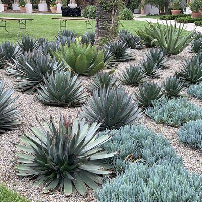 Succulent plants are a wise choice for water conservation