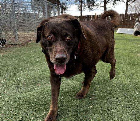 Sadie lovin her day at Wagbnb!