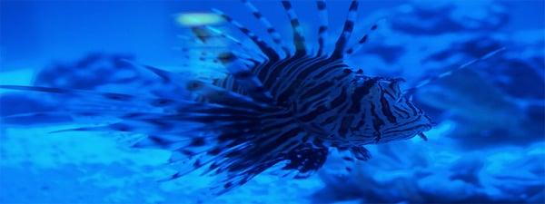 Our New Lion Fish!