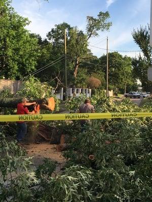 Fallen Tree on power lines