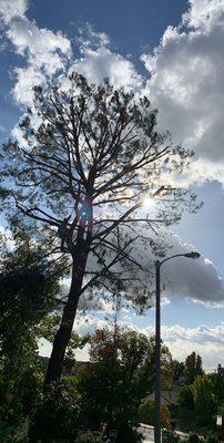 Pine tree crown reduction