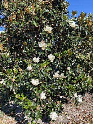 Magnolia Trees lining RV spaces at both ends