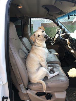 Daphne - Always ready for a ride anywhere.