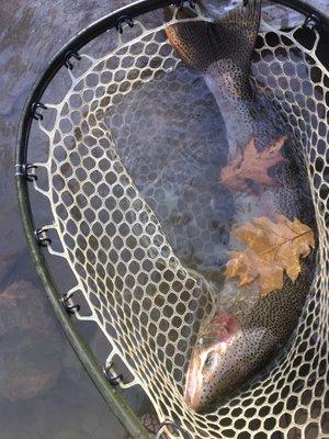 Recent steelhead from a trip to WNY