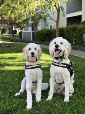 Amador Valley Veterinary Center