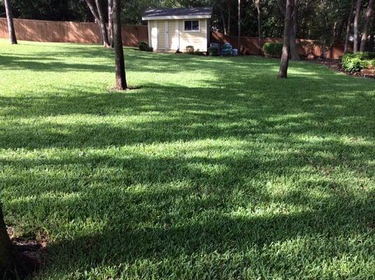 This is 3 months after compost. St Augustine lawn in the shade had bare areas that would not fill in with just fertilizer.