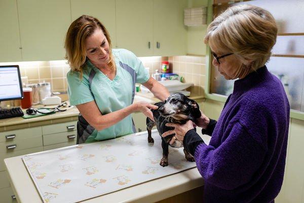 Dr Smith treating her little wiener dog at Petaluma Veterinary Hospital.