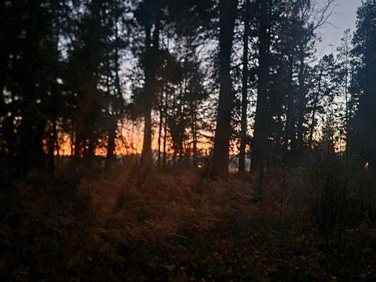 Fall sunset through the woods