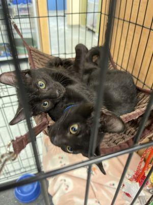 Two cats up for adoption