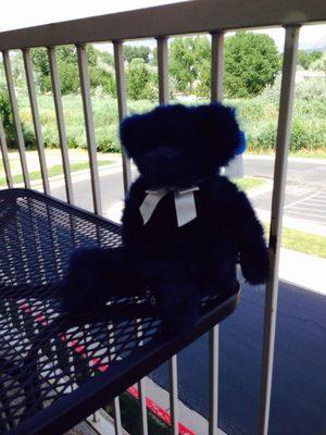 Even Teddy feels at home, out on the patio.