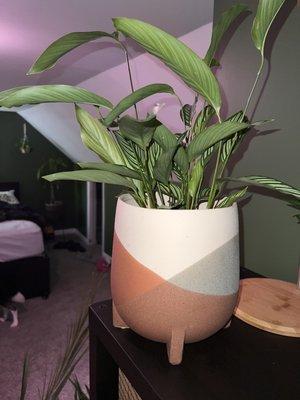 Cute pot & plant