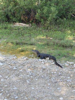 Small gator by the bike trails parking lot .