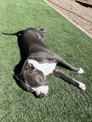 Shiny coat and relaxed pup!