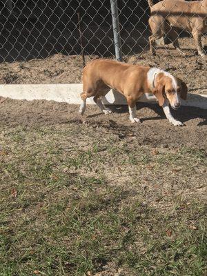 Each have their own fenced in yard to play in and we do absolutely no chains ! This is their vacation too