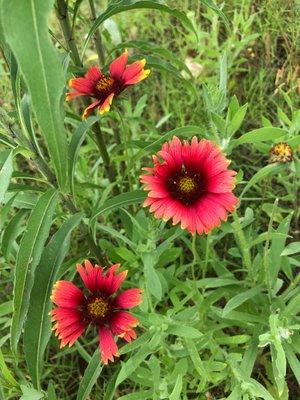 Wildflowers at Lake Thunderbird