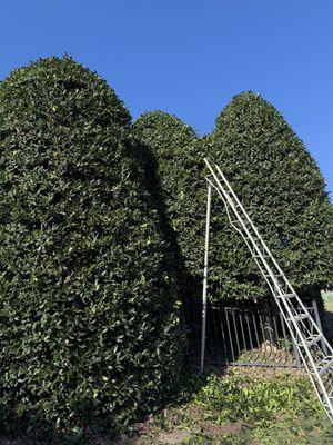 Tree trimming