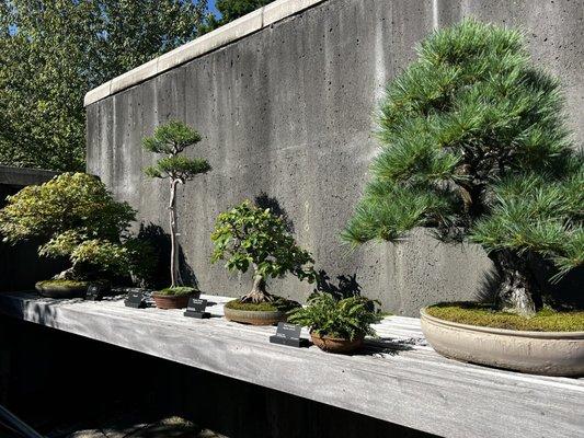 Bonsai exhibit