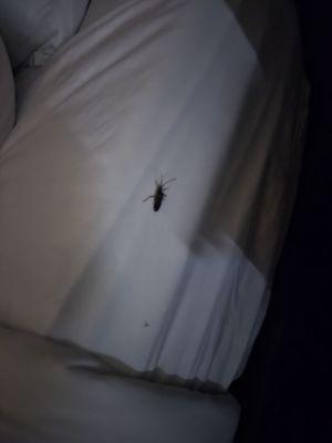 Bug on Bed crawling