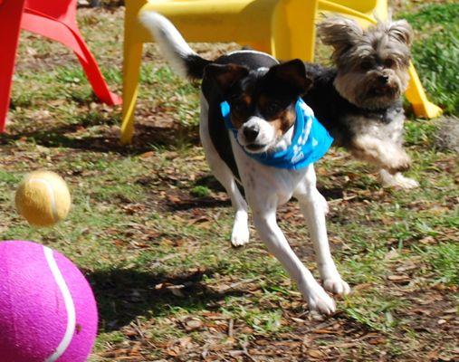 Boarding, grooming and group playcare.