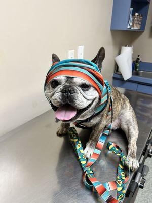 Summer check up with his cooling bandana on!