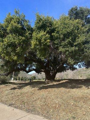 Beautiful oak tree which is one of 1,000